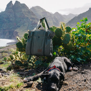 Accesorios para viajar con perro: ¿qué necesitas?