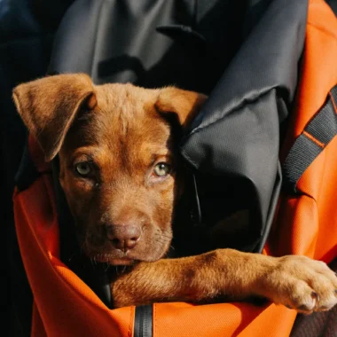 Accesorios para viajar con perro: ¿qué necesitas?
