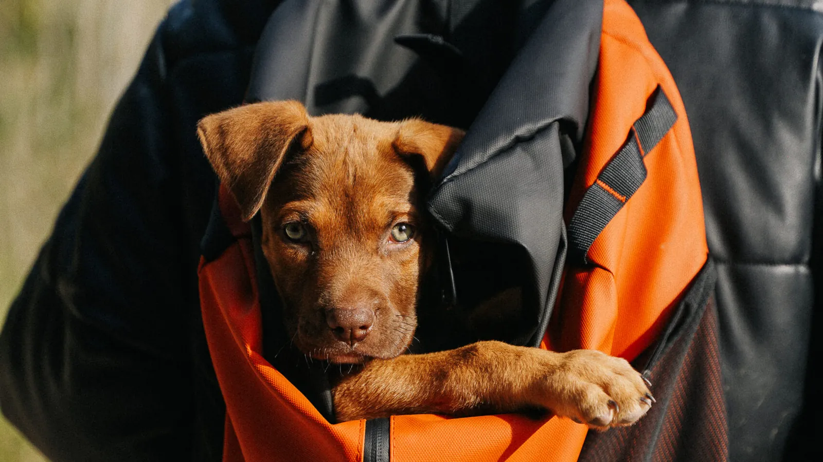 Accesorios para viajar con perro: ¿qué necesitas?