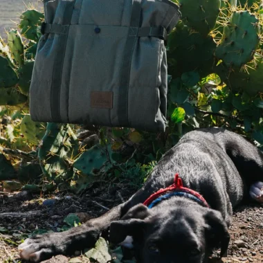 Viajar con perro en coche: guía práctica y segura